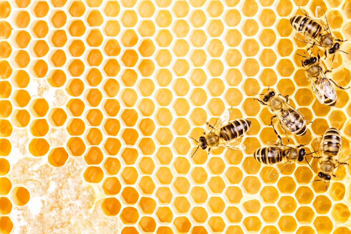 Bees on a honeycomb