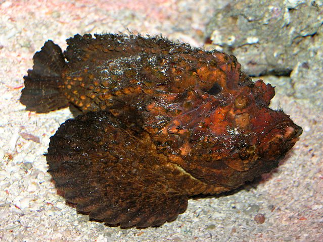 Stone fish.
