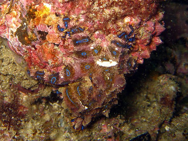 Blue ringed octopus.