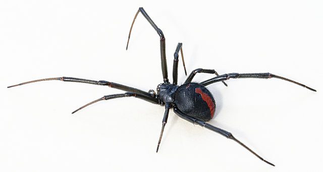 Redback spider.