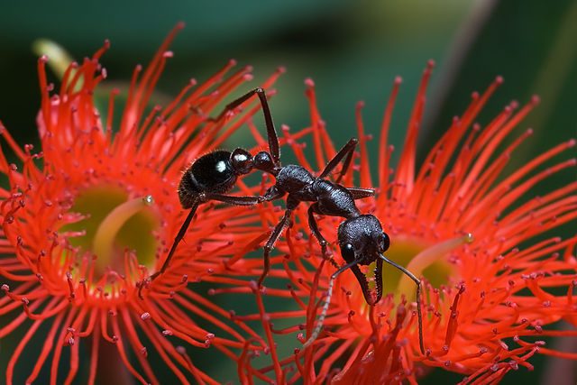 Bull ant.