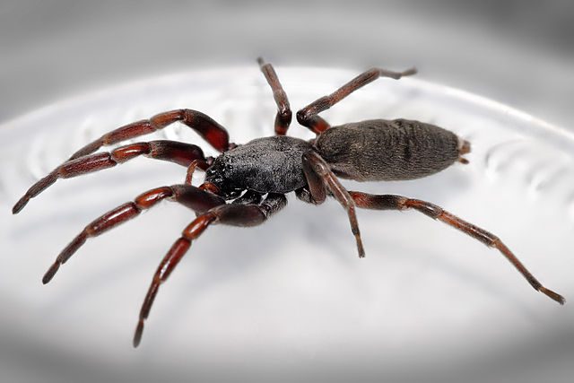 White-tailed spider.