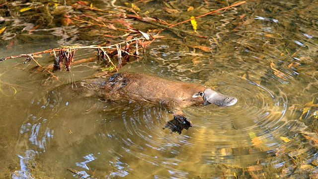 A wild platypus swimming.