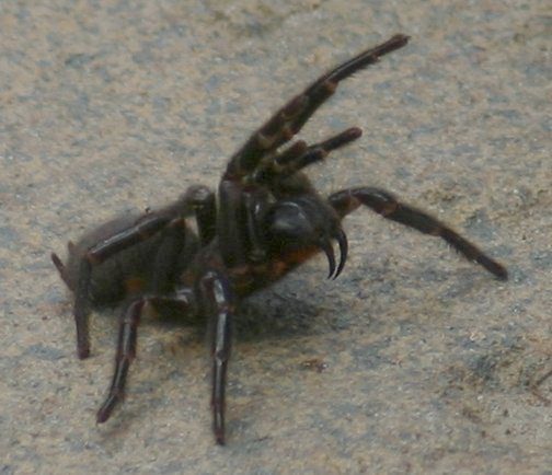 Sydney funnel web spider.