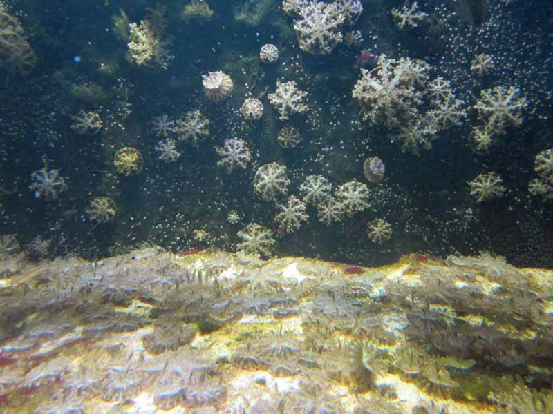 Jellyfish.
