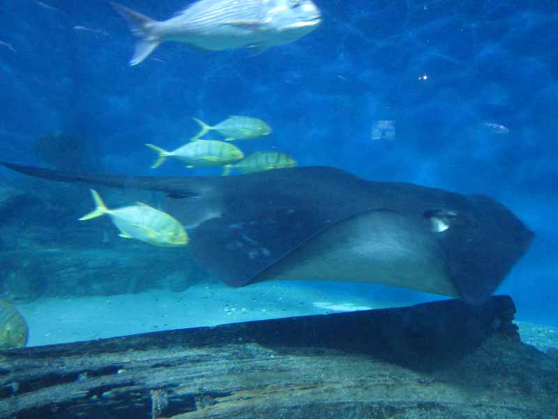 Fish and a stingray.
