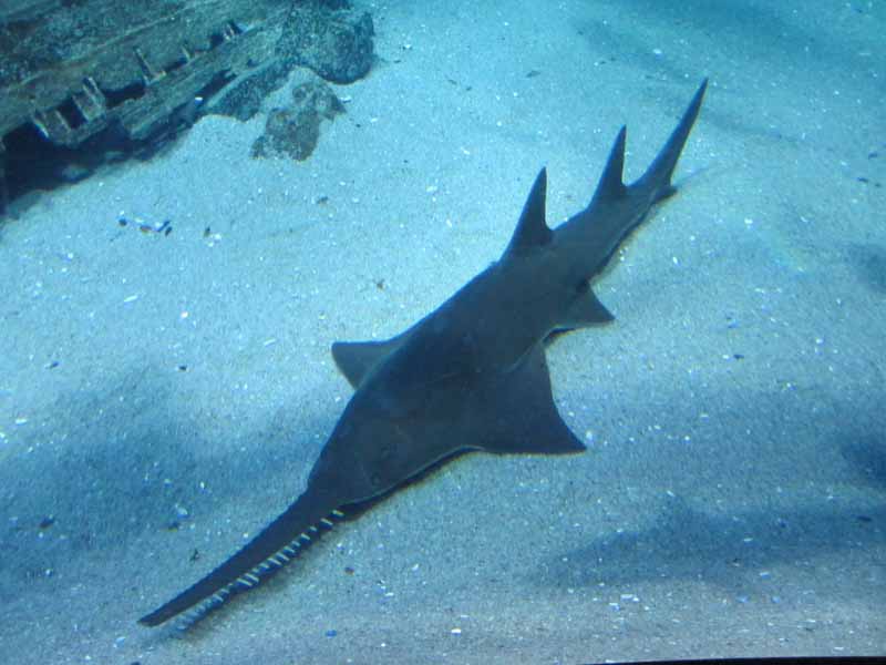 A shark.