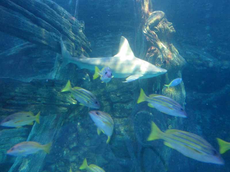 Shark and fish at the Melbourne Aquarium.