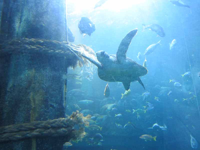 A marine turtle at the Melbourne Aquarium.