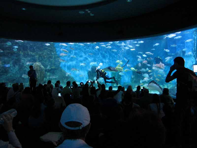 The Oceanarium at the Melbourne Aquarium.