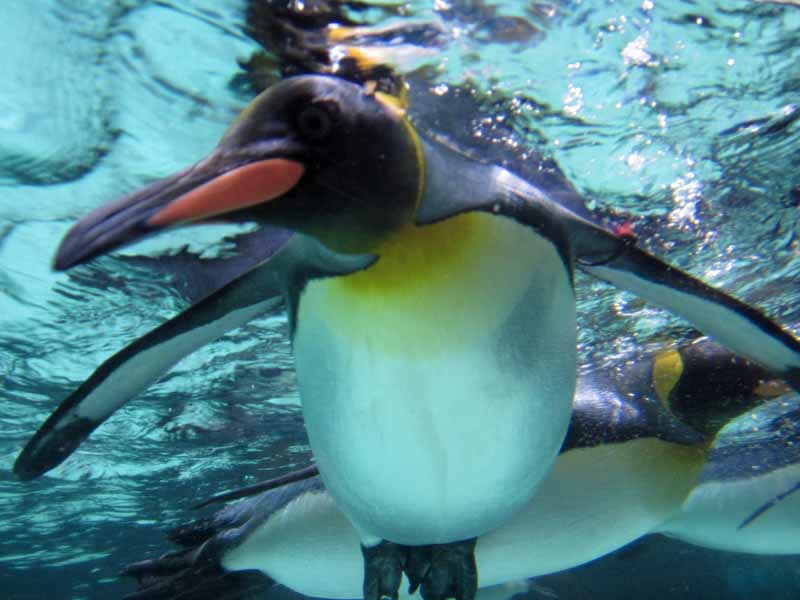 Penguins at the Melbourne Aquarium.