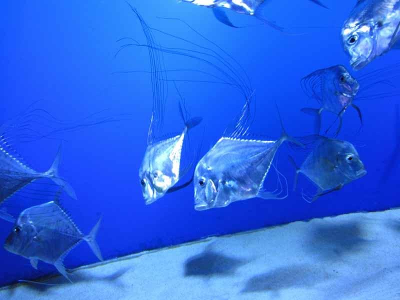 Melbourne Aquarium.