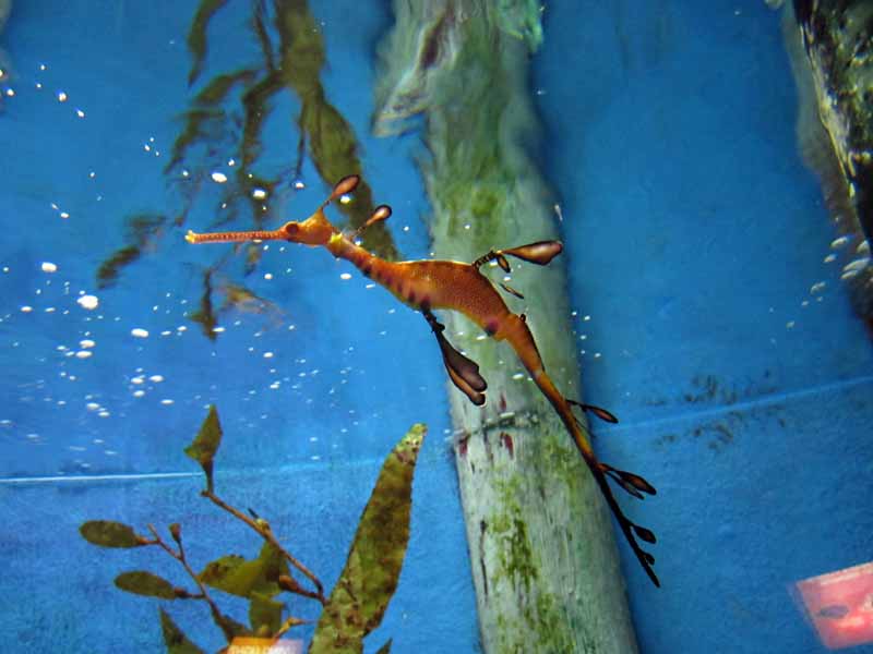 A seahorse.