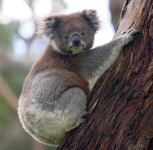 A koala climbing a tree.