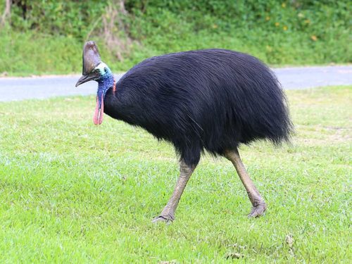 A cassowary.