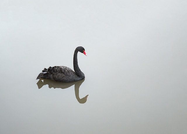 A black swan.