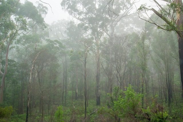 Watch out for drop bears in the gum trees.