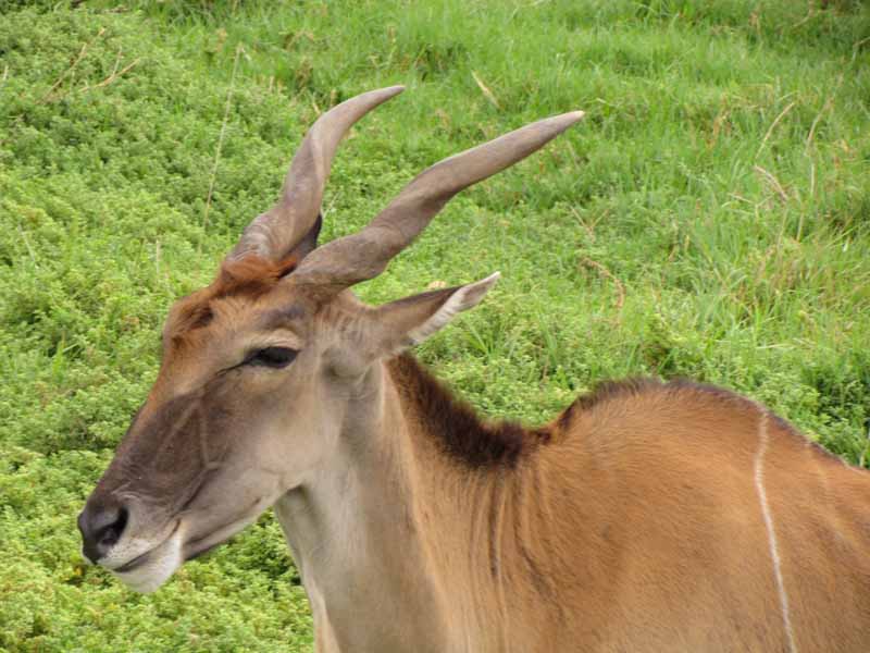 Animals at Werribee Zoo.