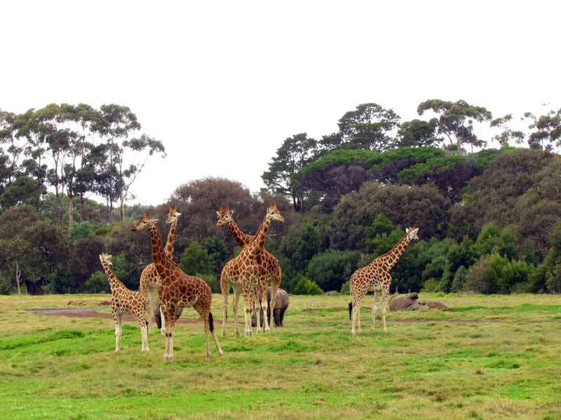 Giraffes at at Werribee Zoo.