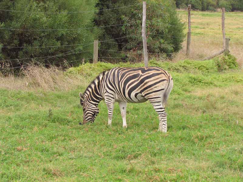 A zebra at Werribee Zoo.