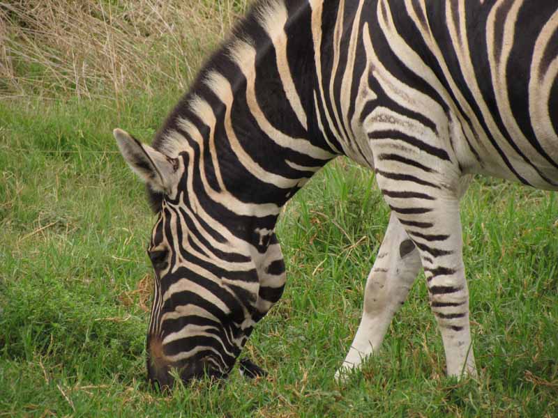 A zebra at Werribee Zoo.