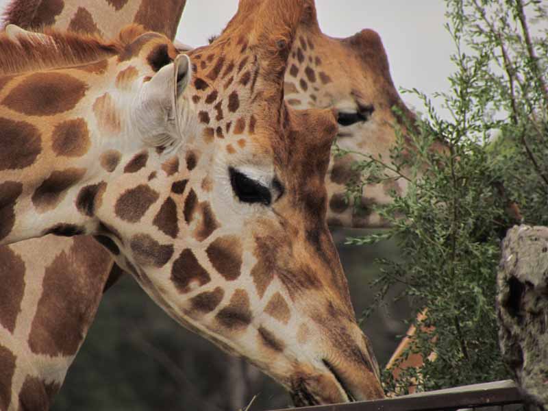 Giraffes at at Werribee Zoo.
