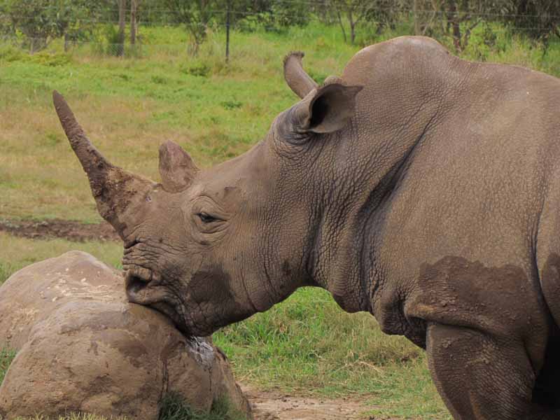 Rhinos at at Werribee Zoo.