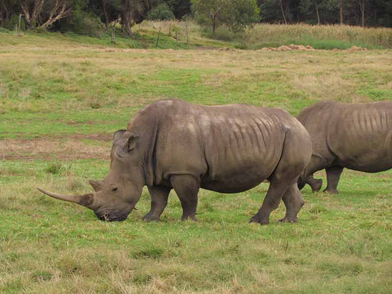 Rhinos at at Werribee Zoo.