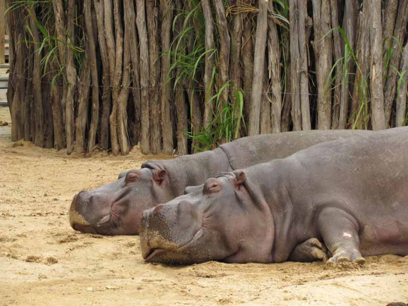 Hippos at at Werribee Zoo.
