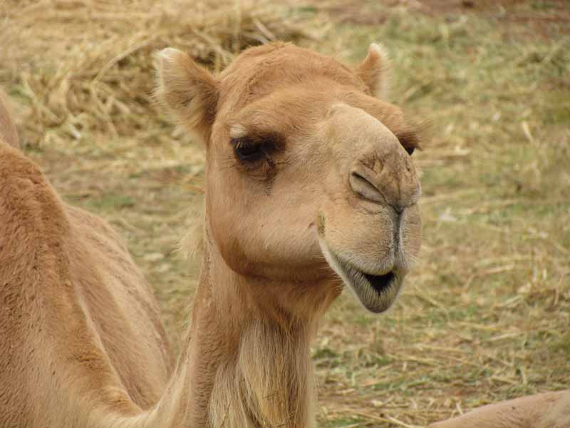 A camel at at Werribee Zoo.