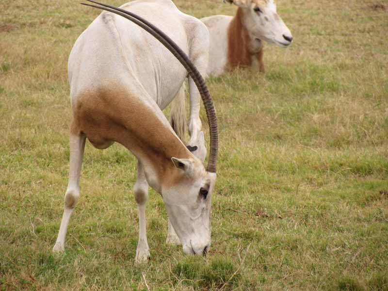 Animals at at Werribee Zoo.