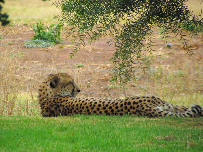 A cheetah at Werribee Zoo.