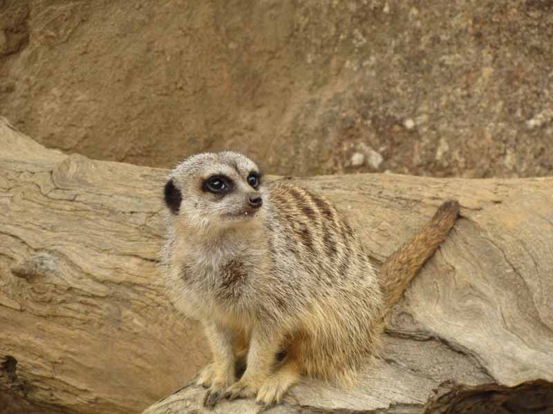 Meerkats at at Werribee Zoo.