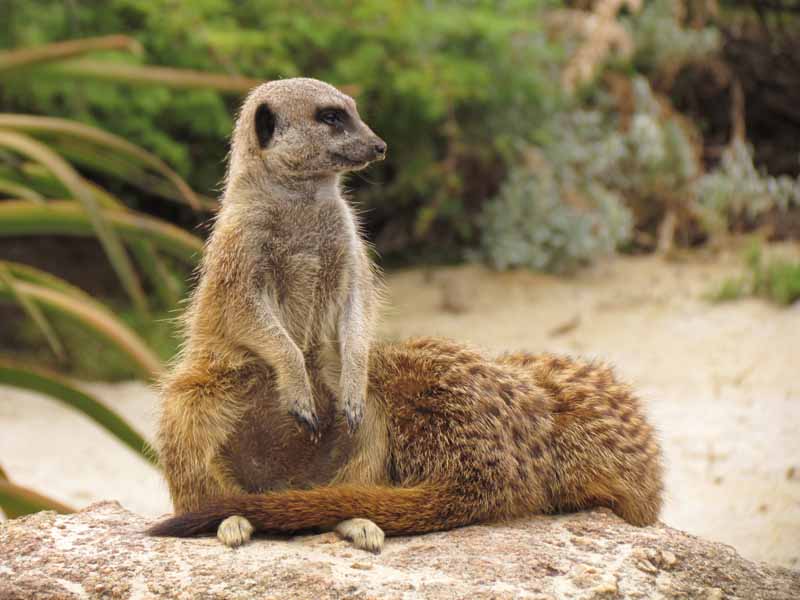 Meerkats at at Werribee Zoo.