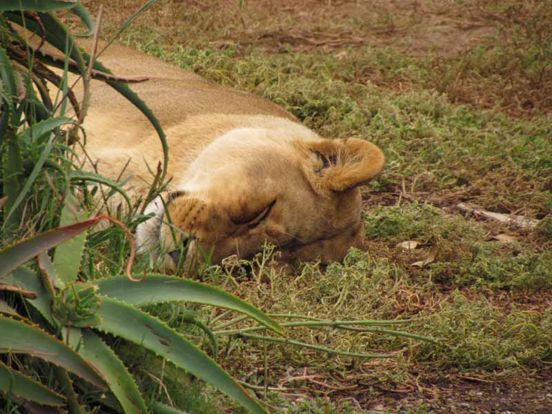 A sleeping female lion at Werribee Zoo.