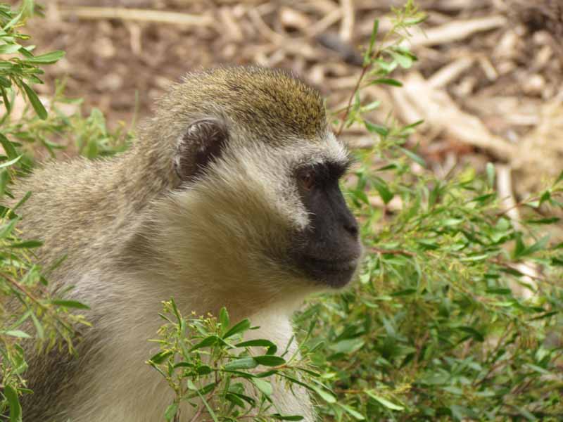Monkeys at Werribee Zoo.