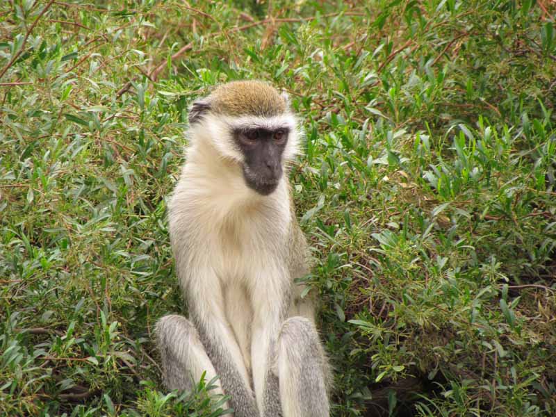 Monkeys at Werribee Zoo.