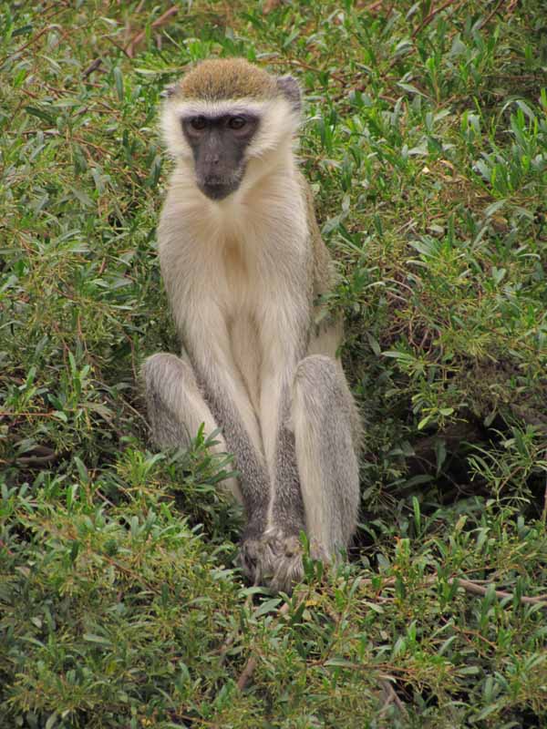 Monkeys at Werribee Zoo.