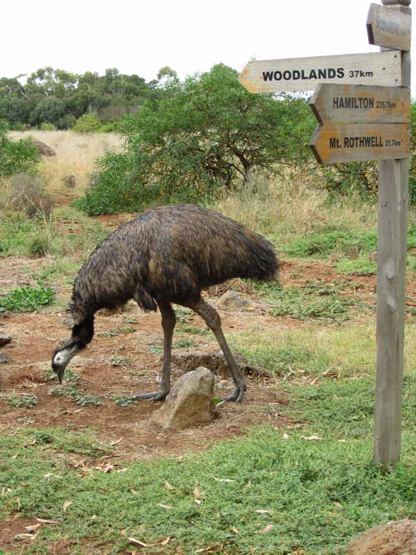 Animals at Werribee Zoo.