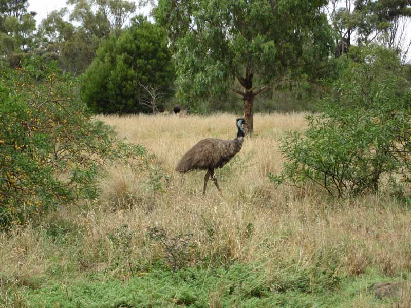 Animals at Werribee Zoo.