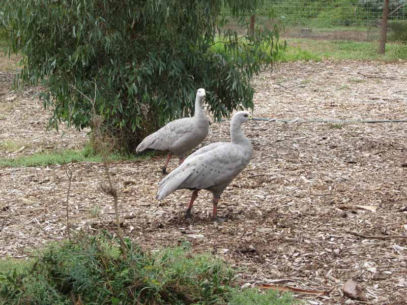 Geese at Werribee Zoo.