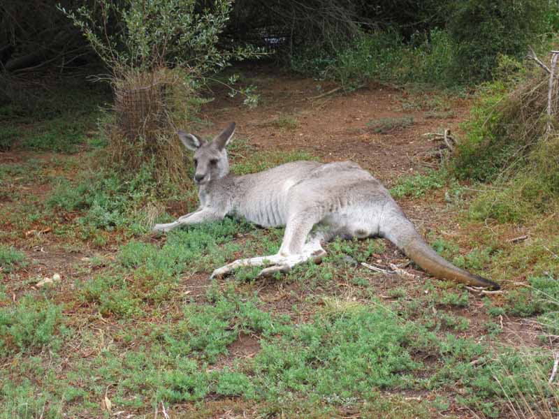 A kangaroo at Werribee Zoo.