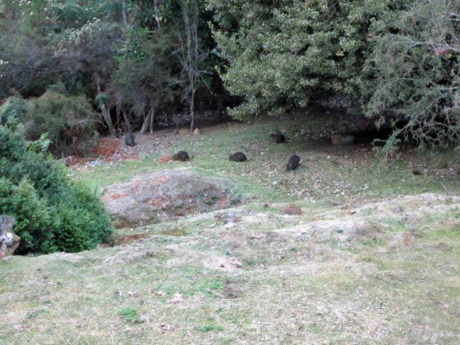 Pademelons feeding at dusk.