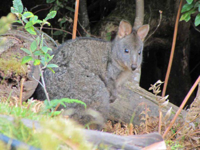 Pademelons feeding at dusk.