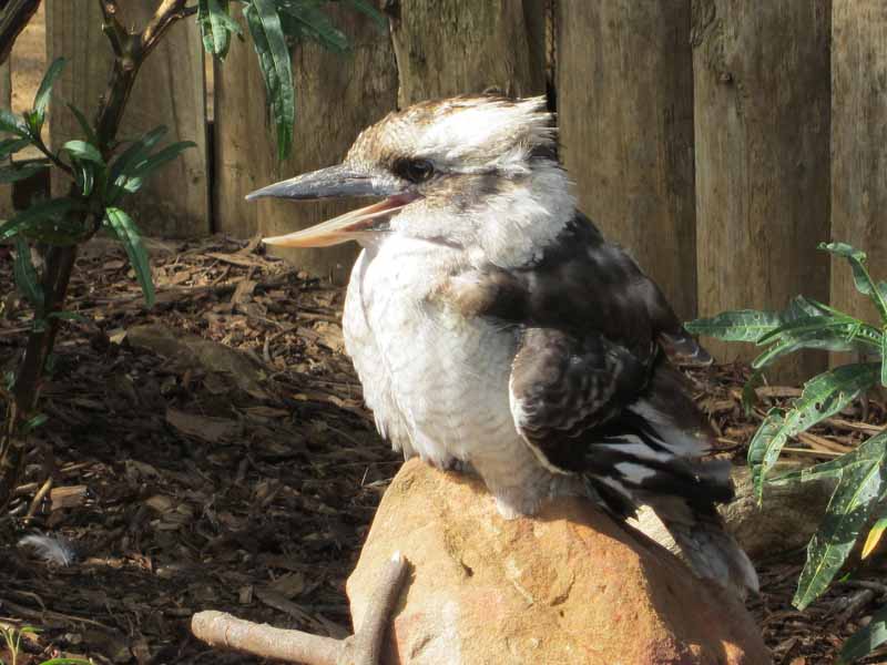 Kookaburra at the Bonorong Wildlife Sanctuary.