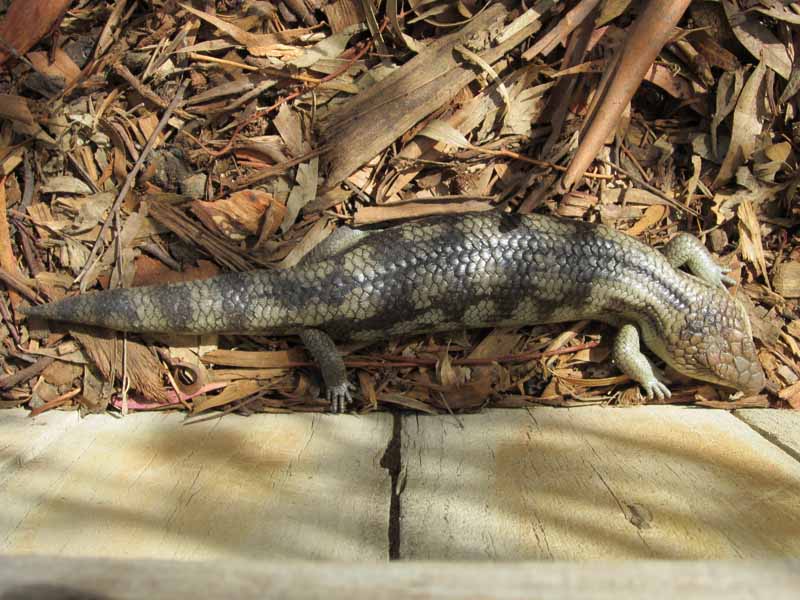 Bonorong Wildlife Sanctuary