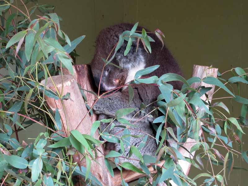 A sleeping, injured koala at Bonorong Wildlife Sanctuary
