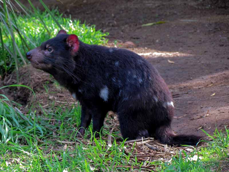 A Tasmanian devil at Bonorong Wildlife Sanctuary.