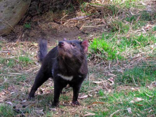 A Tasmanian devil at Bonorong Wildlife Sanctuary.
