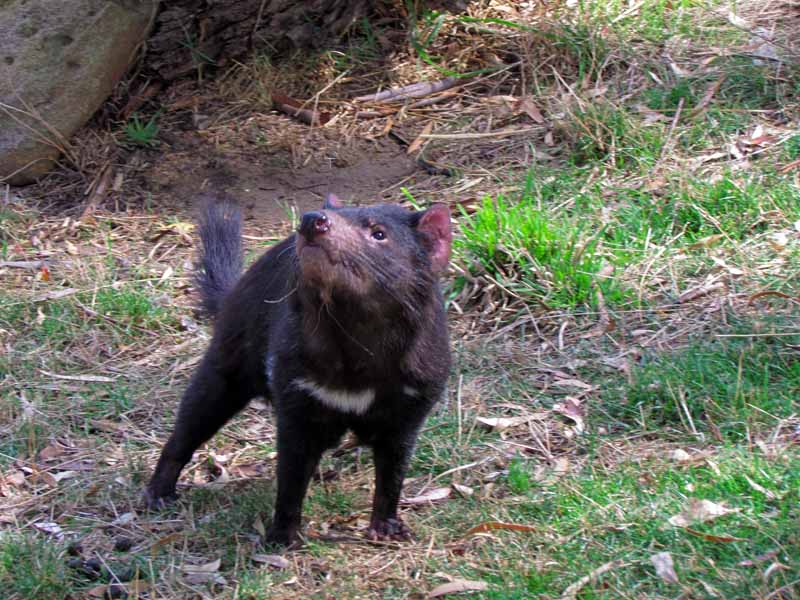 A Tasmanian devil at Bonorong Wildlife Sanctuary.